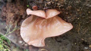 A Single Ear Mushroom Growing On A Tree Trunk clipart