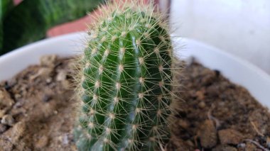 Beyaz tenceredeki dikenli yeşil kaktüse yakın plan.