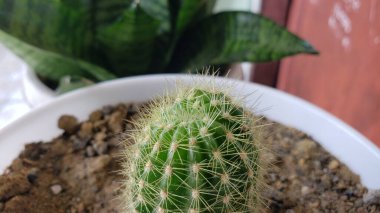 Beyaz tenceredeki dikenli yeşil kaktüsün yakın çekimi.