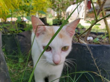 Beyaz Kedi ve Sarı Gözler Çimenlerin arasından Bakıyor