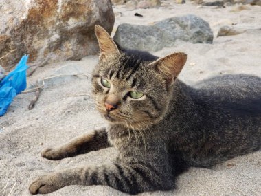 Kumsalda yatan bir Tekir Kedi