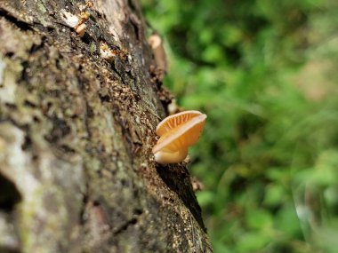 Ağaç Kabuğunda Büyüyen Solgun Mantarın Yakın Çekimi