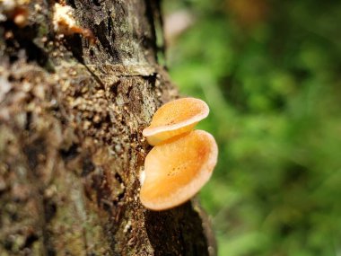 Ağaç Gövdesinde Büyüyen İki Portakal Mantarı