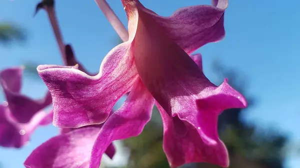 Mavi Gökyüzüne Karşı Mor Orkide Yaprağının Yakın Çekimi