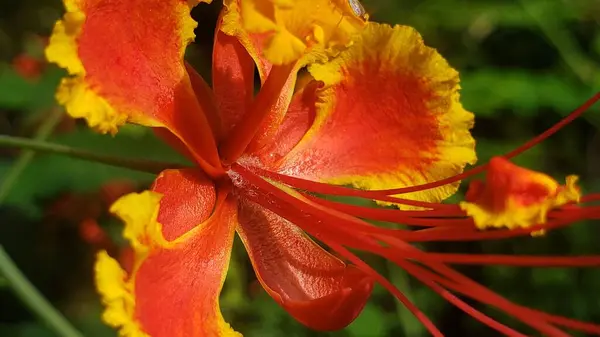 Kırmızı iplikleri olan canlı kırmızı ve sarı bir çiçeğe yakın plan.