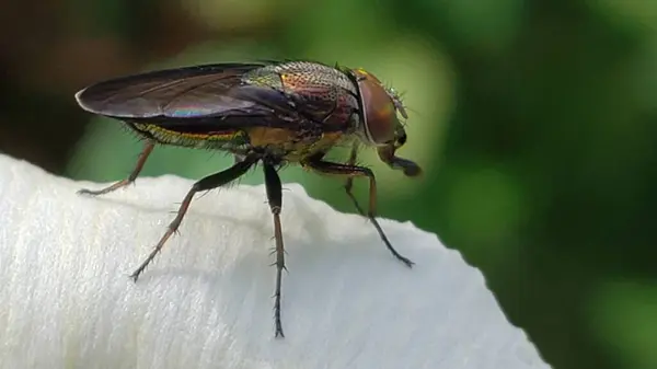 Beyaz Yapraklı Metalik Yeşil Sineğin Yakın Çekimi