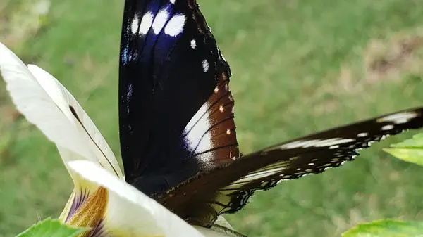 Beyaz lekeli Siyah ve Beyaz Kelebek Beyaz bir çiçeğin üzerinde dinleniyor