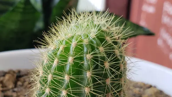 Keskin dikenli bir Yeşil Kaktüsün yakın çekimi