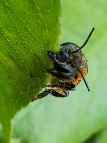 Yeşil Yaprak 'a tünemiş bir Arının Yakın Çekimi