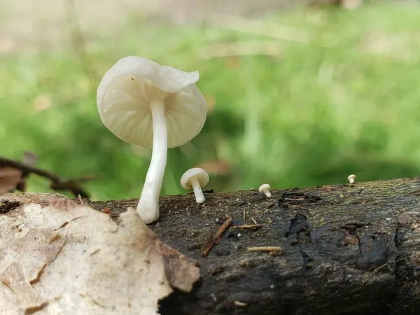 Bir kütükte büyüyen üç beyaz mantar.