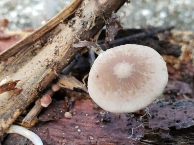 Çürüyen bir ağaçta büyüyen küçük beyaz mantarın yakın çekimi