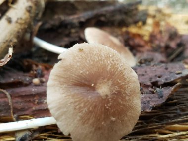 Çam İğnesi Yatağında Solungaçlı Tek Bir Tan Mantarının Yakın Çekimi