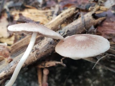 Orman zemininde büyüyen iki küçük beyaz mantar.