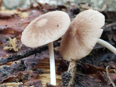 Orman zemininde büyüyen iki açık kahverengi mantar