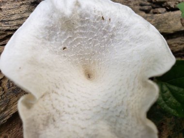 Yüzeyi desenli beyaz bir mantarın yakın çekimi