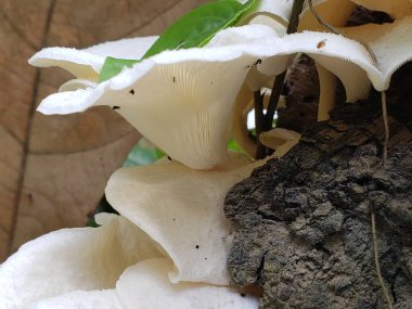 Ağaç kabuğunda büyüyen beyaz mantarlar