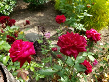 Lush Garden 'da canlı kırmızı güller.