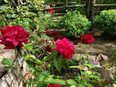 Yeşiller Bahçesinde Kırmızı Güller ve Çiçekler