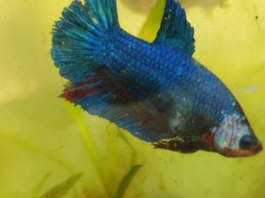 Mavi ve Kırmızı Betta Balığı Sarı Tankta Yüzüyor