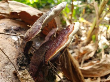 Bir Ağaç Gövdesinde Büyüyen İki Kahverengi ve Beyaz Mantarın Yakın Çekimi