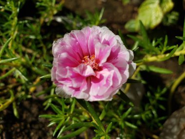 Yeşil Yeşillikte açan Pembe ve Beyaz Çiçek