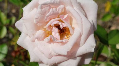 Sarı Stamens 'lı Açık Pembe Gülün Yakın Çekimi