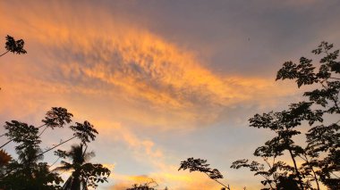 Altın Gün Batımına Karşı Ağaçların Silüeti