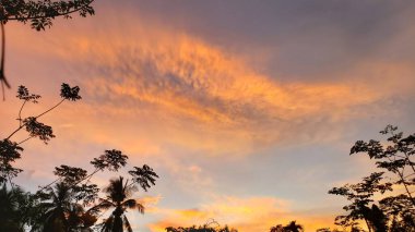 Canlı Günbatımına Karşı Siluetli Ağaçlar