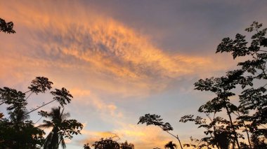 İnce Bulutlu Günbatımına Karşı Siluetli Ağaçlar