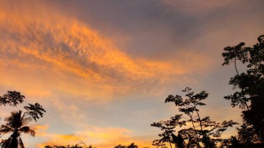 Siluetli Ağaçlar Altın Gün Batımına Karşı