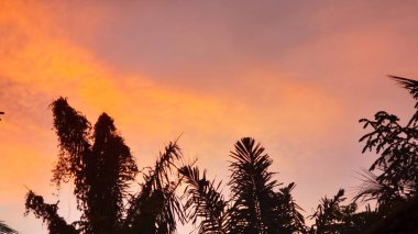 Siluetli Palmiye Ağaçları Günbatımına Karşı