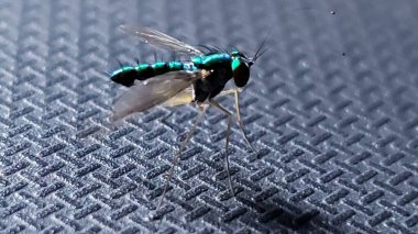 Dokulu Yüzeyde Yeşil ve Siyah Sinek