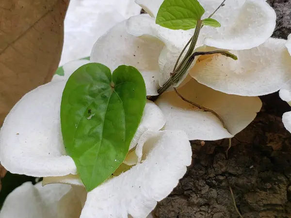 Beyaz mantarlar ve Yeşil Yapraklar Ağaç gövdesinde büyüyor