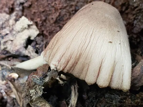 Orman zemininde tüylü bir şapkası olan tek bir bronz mantarın yakın çekimi.