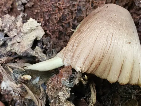 İnce Köklü Açık Kahverengi bir mantarın yakın çekimi