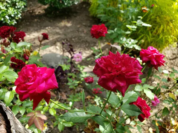 Lush Garden 'da canlı kırmızı güller.