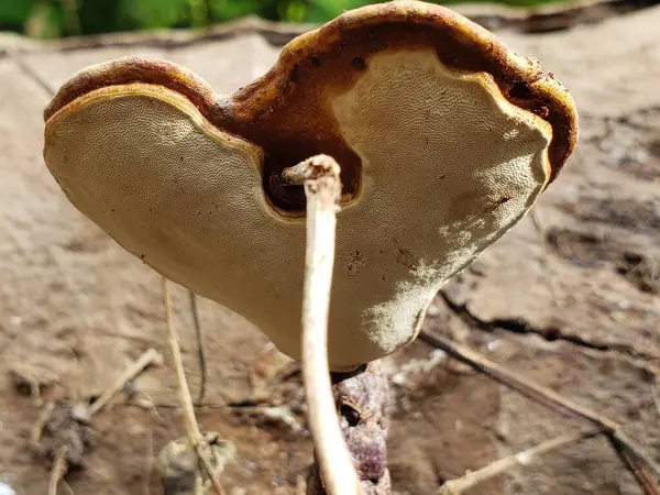 Ağaç dalında büyüyen kalp şeklinde mantar.