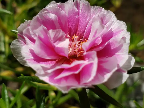 Sarı merkezli pembe ve beyaz bir çiçeğe yakın plan.