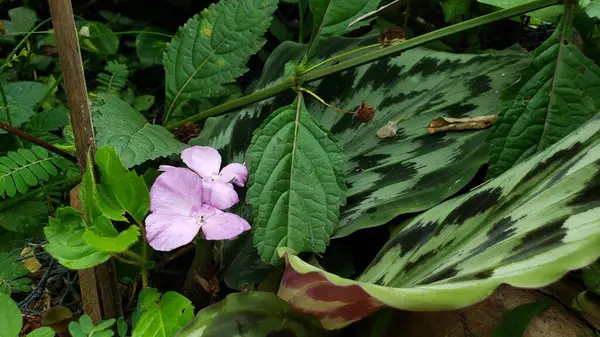 Pembe Çiçek Yeşil Yeşilliklerin Üzerinde Çiçek Açar