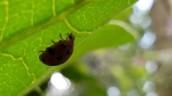 Bulanık Arkaplanlı Yeşil Yapraklı Uğur Böceği