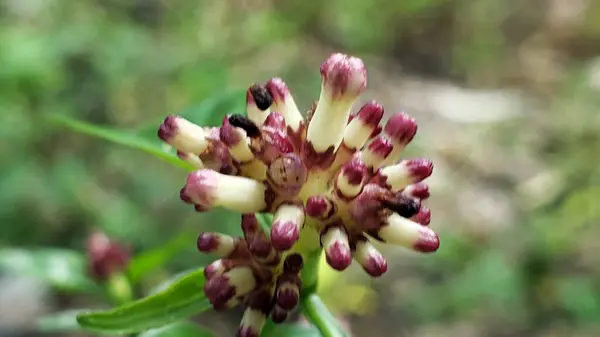 Küçük Mor ve Beyaz Çiçekli Bud 'ın yakın çekimi