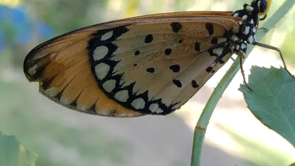 Siyah ve beyaz desenli bir kelebeğin kanadına yakın çekim