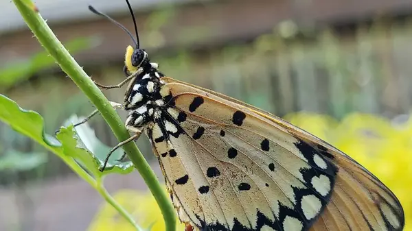 Yeşil Köklü Siyah ve Beyaz Benekli Kelebeğin Yakın Çekimi