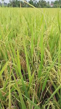 Tayland 'daki pirinç tarlası