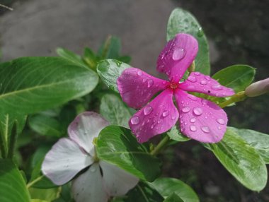 Çiğ Öpülmüş Pembe ve Beyaz Periwinkle 'lar: Yakın Çekim Makro Fotoğraflar