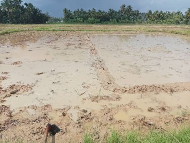 Çamurlu Arazi Hazırlığı: Çamurlu Arazi, Palmiye Ağacı Arkası