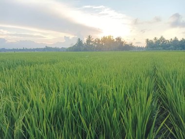 Gün batımında yemyeşil pirinç tarlası ve Palm Trees silueti