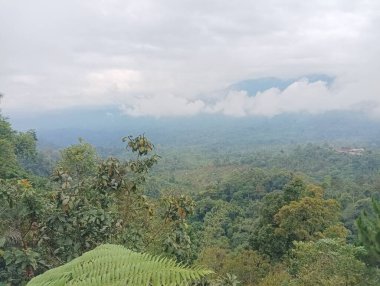 Bereketli Tropikal Orman Tepesi Puslu Dağ Manzarası