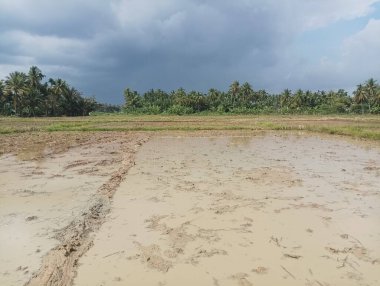 Bulutlu Gök Altında Çamurlu Pirinç Tarlası