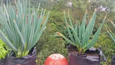 Bereketli Yeşil Scallion Dağlık Bahçe 'de Gelişiyor: Ev Bitkilerinin Canlı Zaman Süreleri